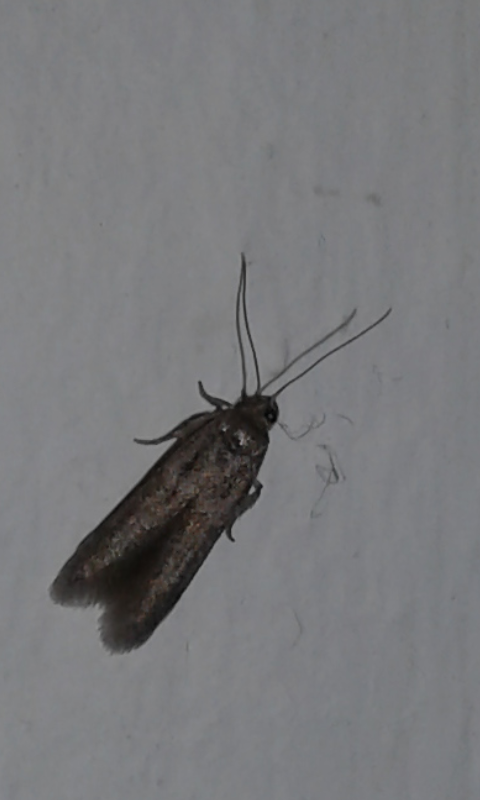 Blastobasidae : Blastobasis sp.?